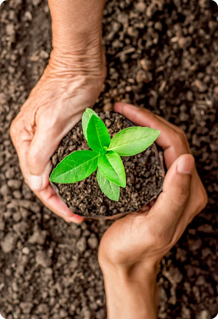 Mãos de duas pessoas de diferentes gerações e tons de pele envolvem muda plantada em solo fértil, simbolizando o cuidado coletivo com as florestas e o compromisso com o futuro sustentável.