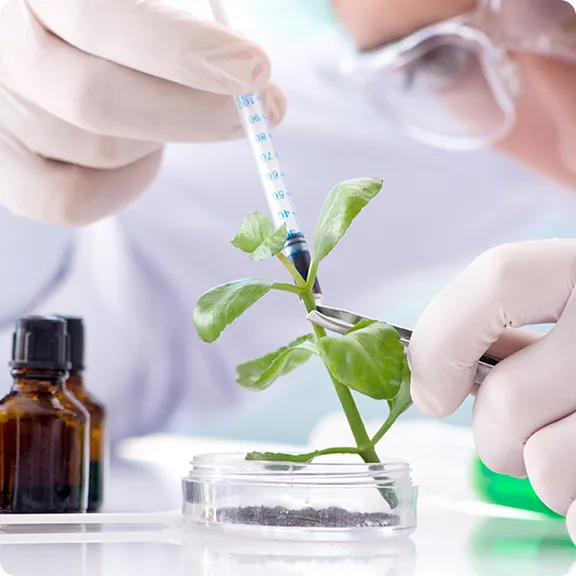 Cientista manuseando planta com seringa em laboratório, representando pesquisas em biotecnologia voltadas à sustentabilidade ambiental.