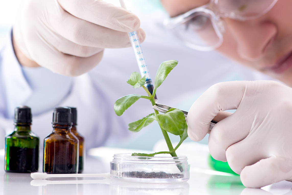 Cientista manuseia planta com seringa em ambiente de laboratório, simbolizando o desenvolvimento de bioprodutos a partir da biodiversidade.